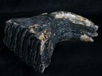 Juvenile Mammoth Molar From North Sea #4245-2